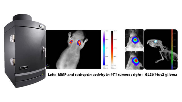 Small Animal In Vivo Imaging Experiment Service