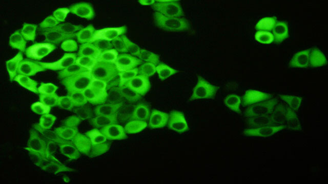 Immunofluorescence (IF) Experiment Service