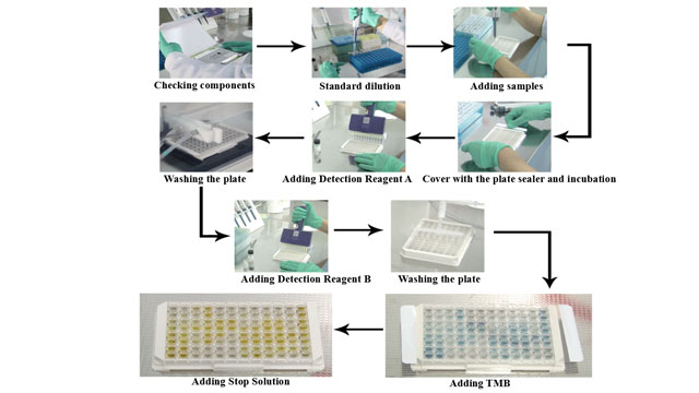 ELISA / CLIA Experiment Service