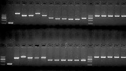 基因克隆/PCR实验服务