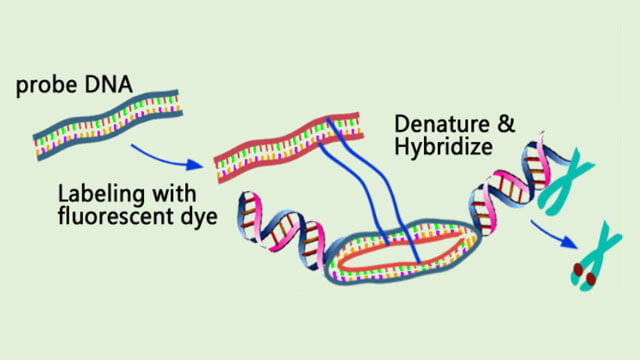 In Situ Hybridization (ISH) Experiment Service