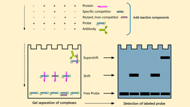 Electrophoretic Mobility Shift Assay (EMSA) Experiment Service