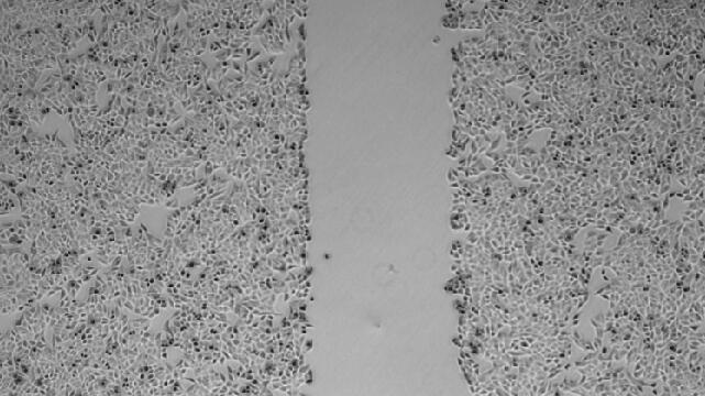 Cell Wound Scratch Assay Service