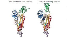 棘突蛋白受体结合结构域