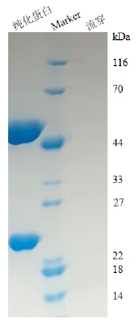 Streptavidin-Agarose Beads