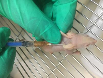 裸鼠皮下成瘤細胞接種