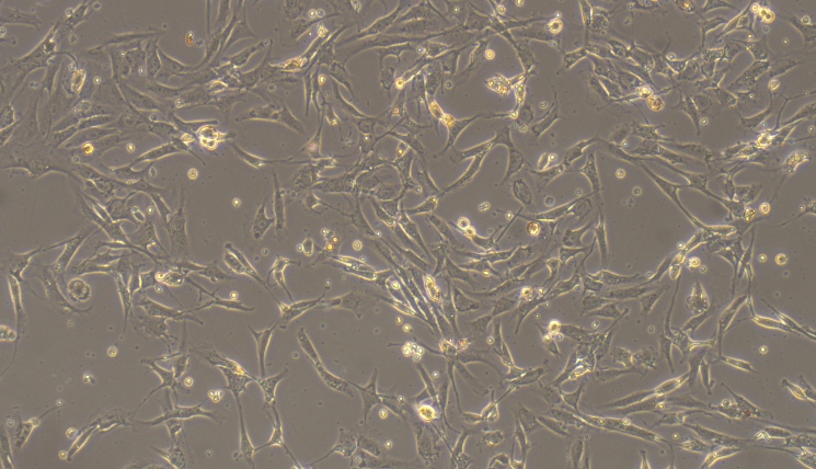 大鼠关节软骨细胞( ac)原代细胞