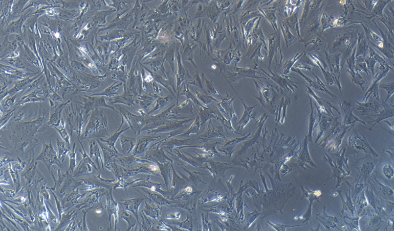 兔关节软骨细胞(ac)原代细胞