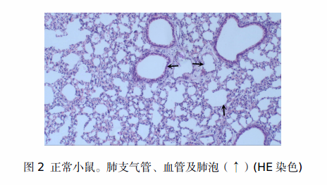 小鼠明矾ova致哮喘模型